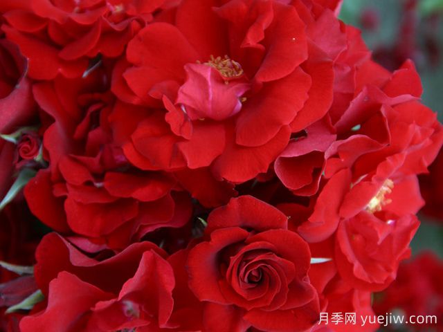 红色海盗月季(图2) 红色海盗月季(图2)
