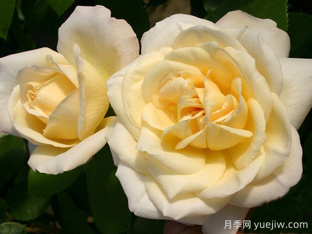 拉佩拉月季/贝拉(图1) 拉佩拉月季/梦贝拉(图1)