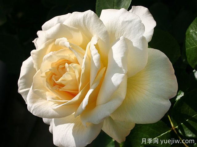 拉佩拉月季/贝拉(图3) 拉佩拉月季/梦贝拉(图3)