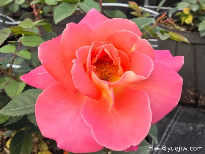 果汁绝代佳人月季(图1) 果汁绝代佳人月季(图1)