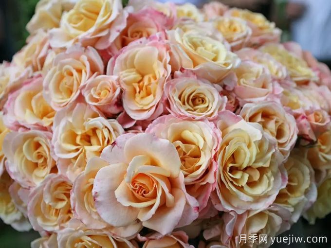 快乐的一天月季(图3) 快乐的一天月季(图3)