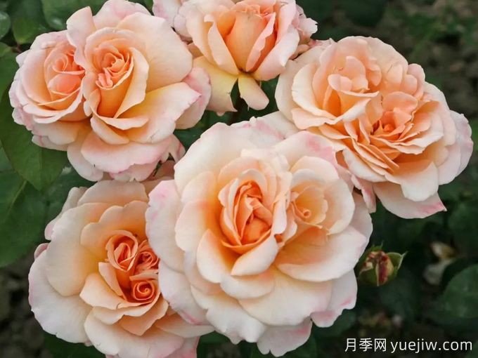 快乐的一天月季(图2) 快乐的一天月季(图2)