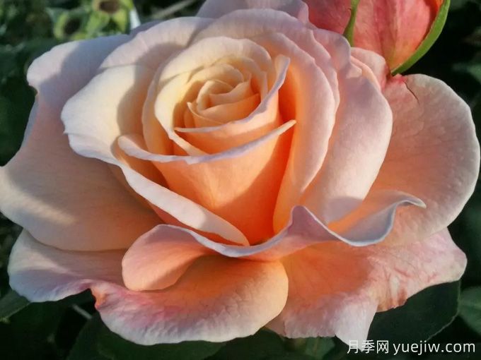 快乐的一天月季(图1) 快乐的一天月季(图1)