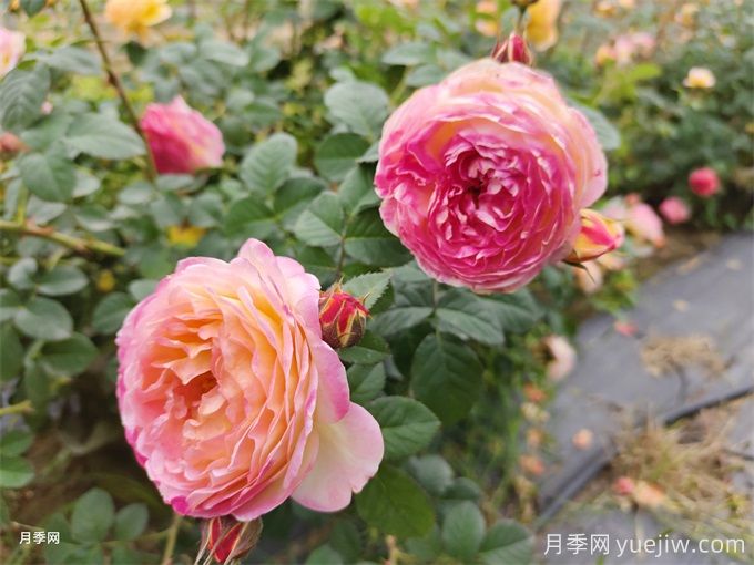 为什么月季却光长叶子不开花呢?(图1) 为什么月季却光长叶子不开花呢?(图1)