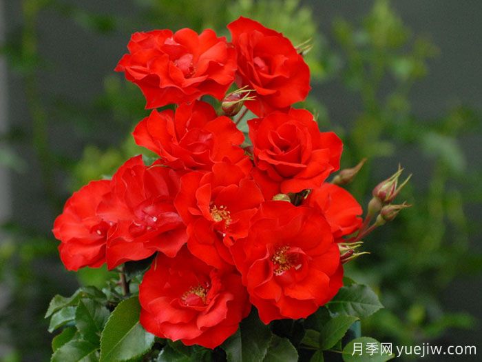 塞维亚那月季/赛维拉那/塞维利亚娜(图1)