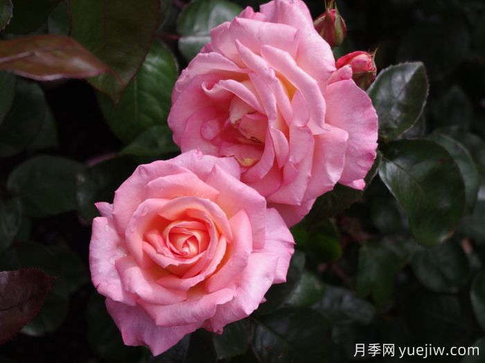 保罗希尔维尔月季(图1) 保罗希尔维尔月季(图2)