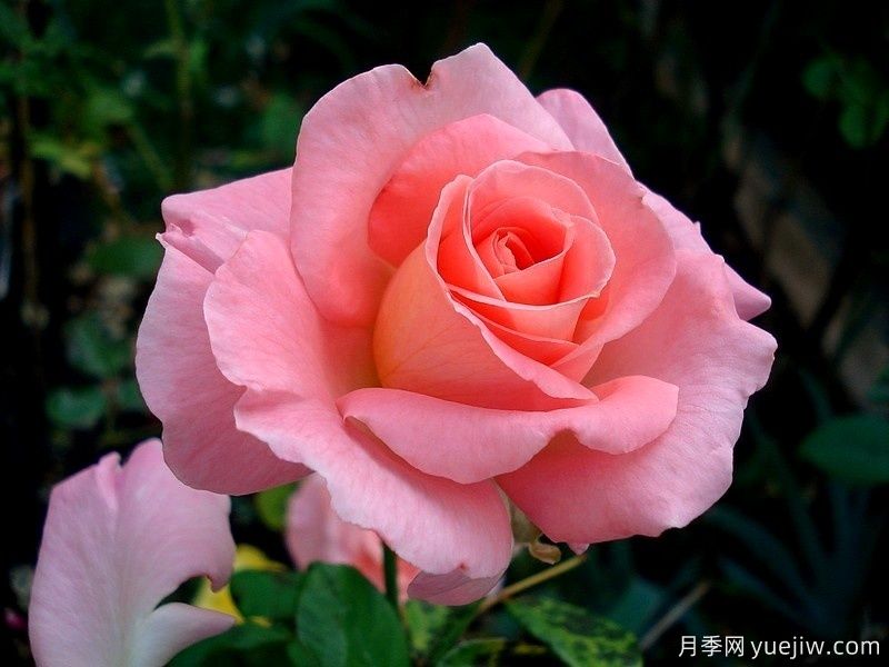 保罗希尔维尔月季(图1) 保罗希尔维尔月季(图1)