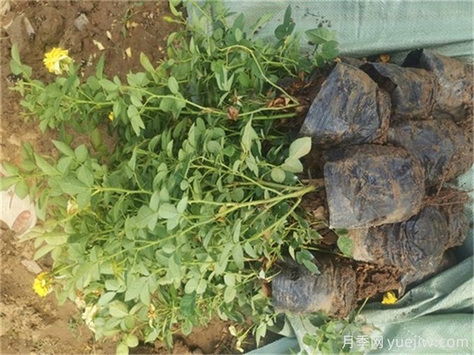 大花月季怎样插枝容易成活呢?(图1) 大花月季怎样插枝容易成活呢?(图1)