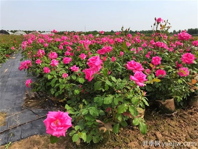 月季对空气温度湿度土壤的要求有哪些?(图1) 月季对空气温度湿度土壤的要求有哪些?(图1)