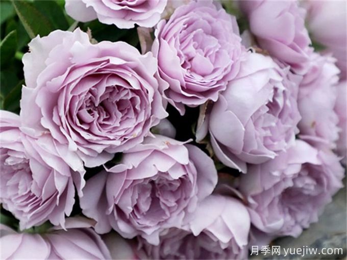 紫色系藤本月季品种都有哪些?推荐8个优秀品种(图2) 紫色系藤本月季品种都有哪些?推荐8个优秀品种(图2)