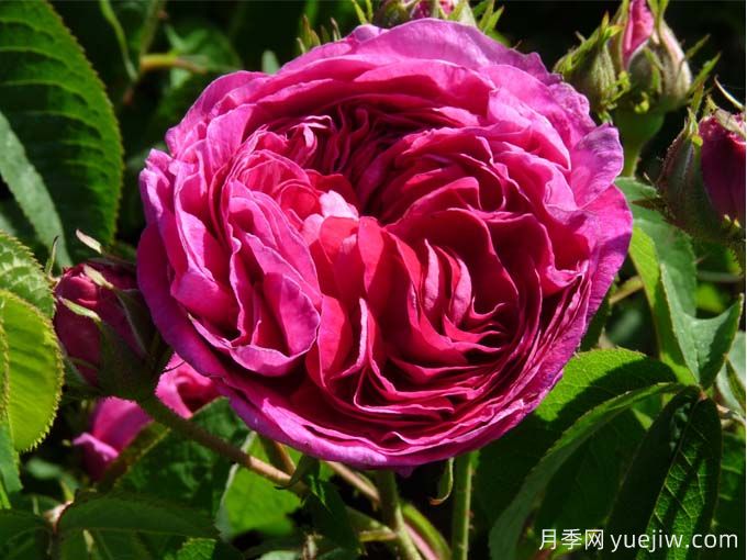 紫色系藤本月季品种都有哪些?推荐8个优秀品种(图4) 紫色系藤本月季品种都有哪些?推荐8个优秀品种(图4)