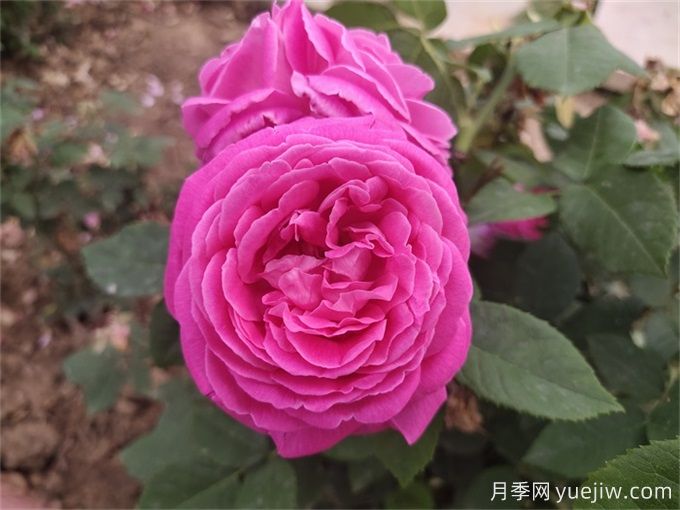 紫色系藤本月季品种都有哪些?推荐8个优秀品种(图5) 紫色系藤本月季品种都有哪些?推荐8个优秀品种(图5)