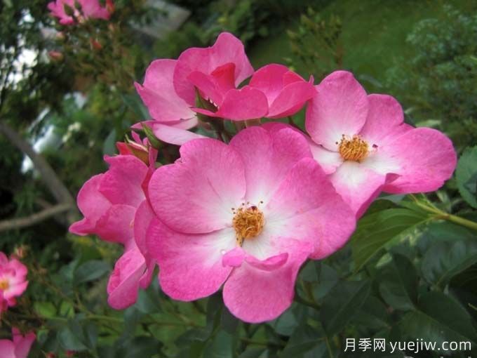 福禄考梅迪兰月季(图1) 福禄考梅迪兰月季(图1)