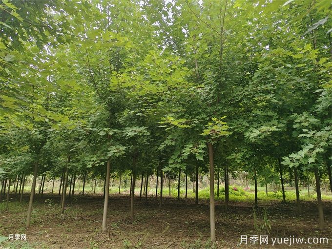 红枫树移栽注意事项，红枫树移最佳时间(图1)