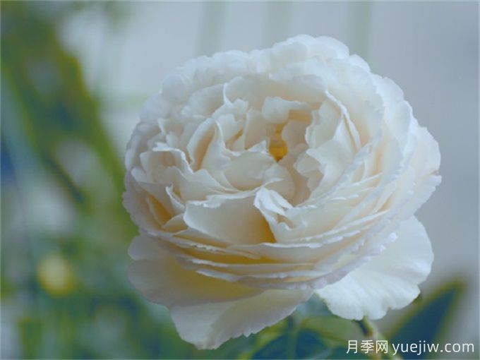 伊芙卡勒姆月季/皇家婚礼月季(图1) 伊芙卡勒姆月季/皇家婚礼月季(图1)