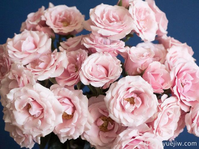 粉色玛祖利卡月季/粉红马约利卡月季(图1)