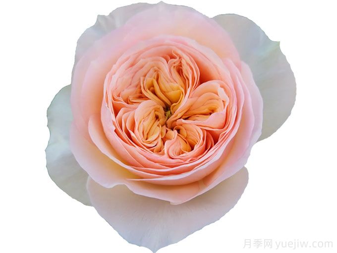 乔治娜花园月季(图1) 乔治娜花园月季(图1)