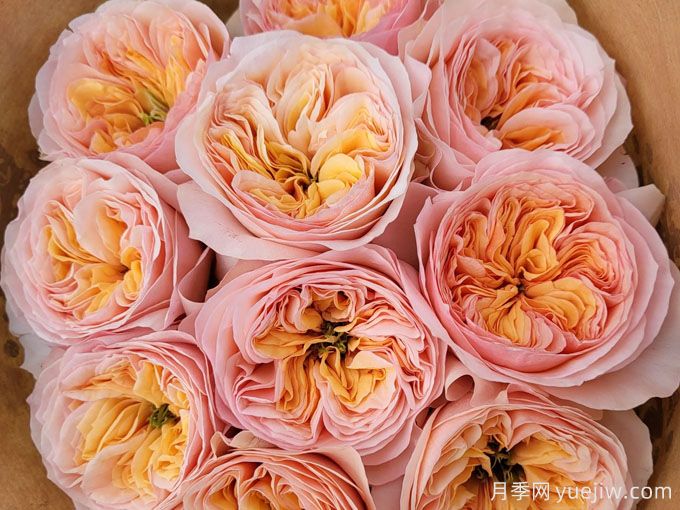 乔治娜花园月季(图2) 乔治娜花园月季(图2)