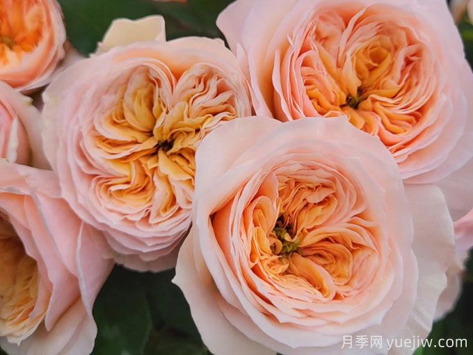 乔治娜花园月季(图3) 乔治娜花园月季(图3)