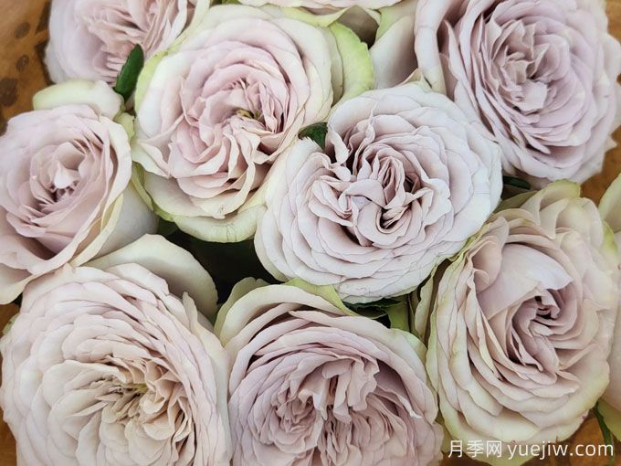 银矿月季(图2) 银矿月季(图2)