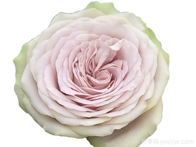 银矿月季(图1) 银矿月季(图1)