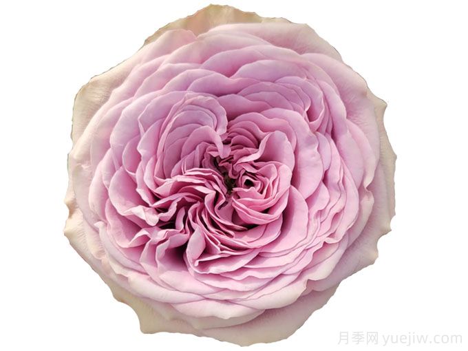 烟熏眼月季/烟熏阴影月季(图1) 烟熏眼月季/烟熏阴影月季(图1)