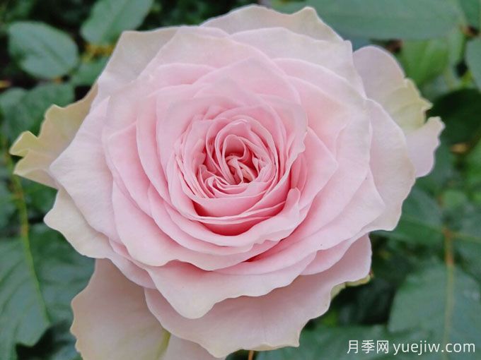 乡村精神牡丹月季/乡村牡丹月季(图2) 乡村牡丹月季/乡村精神牡丹(图2)