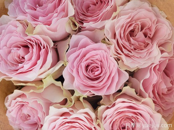 乡村精神牡丹月季/乡村牡丹月季(图3) 乡村牡丹月季/乡村精神牡丹(图3)