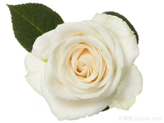 芬得拉月季/旺德拉/芬德拉(图2) 芬得拉月季/旺德拉/芬德拉(图2)