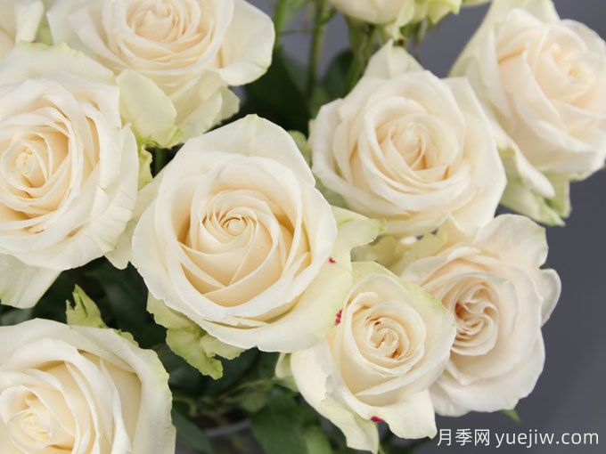 芬得拉月季/旺德拉/芬德拉(图1) 芬得拉月季/旺德拉/芬德拉(图1)