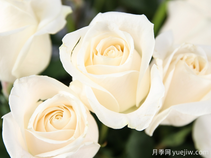 芬得拉月季/旺德拉/芬德拉(图3) 芬得拉月季/旺德拉/芬德拉(图3)