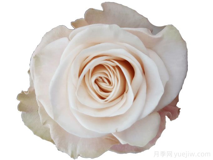 咖啡馆月季(图1) 咖啡馆月季(图1)