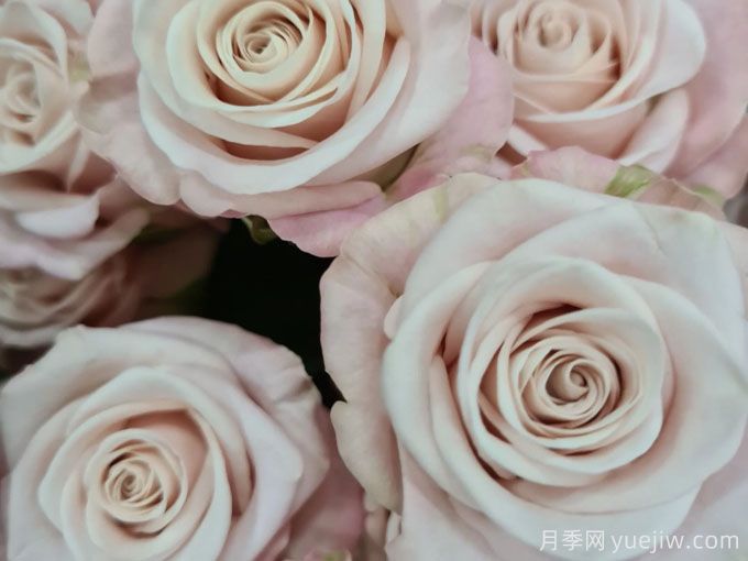 咖啡馆月季(图2) 咖啡馆月季(图2)