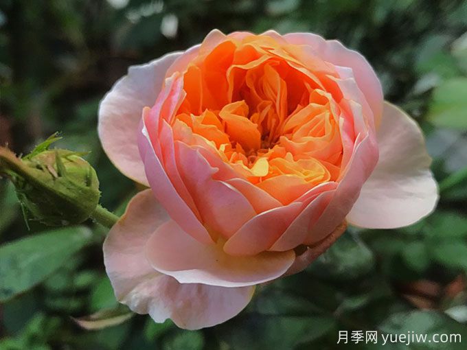 温柔珊瑚心月季/呼呼塞拉/乌乌祖拉(图1)