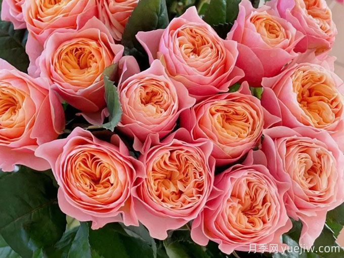 温柔珊瑚心月季/呼呼塞拉/乌乌祖拉(图3)