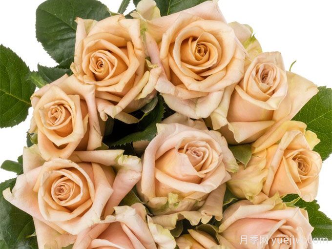 沙丘玫瑰月季(图2) 沙丘玫瑰月季(图2)