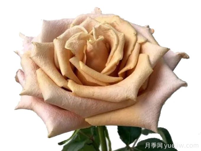 沙丘玫瑰月季(图3) 沙丘玫瑰月季(图3)