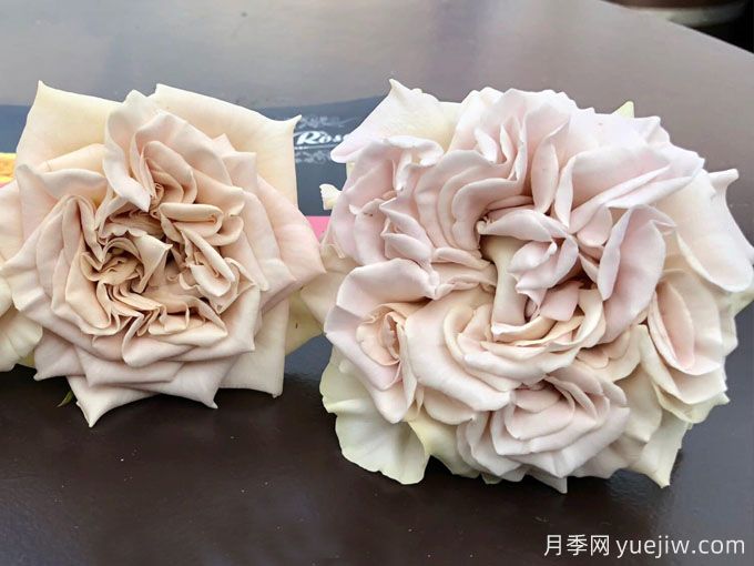 威斯敏斯特大教堂月季/西敏寺教堂/貂蝉(图2) 威斯敏斯特大教堂月季/西敏寺教堂/貂蝉(图2)