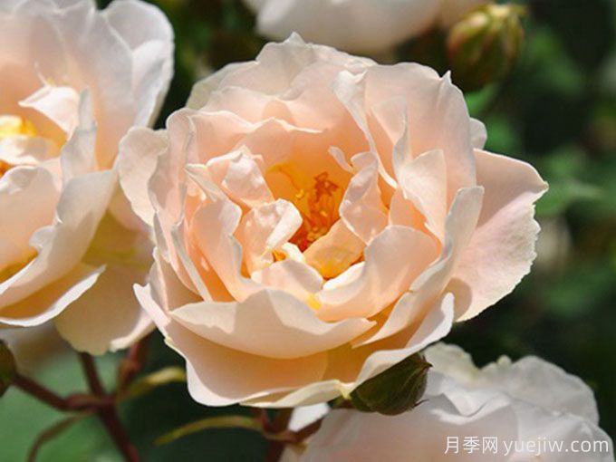 和风月季/微风月季/塞菲罗(图1) 和风月季/微风月季/塞菲罗(图1)