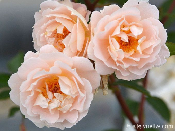 和风月季/微风月季/塞菲罗(图2) 和风月季/微风月季/塞菲罗(图2)