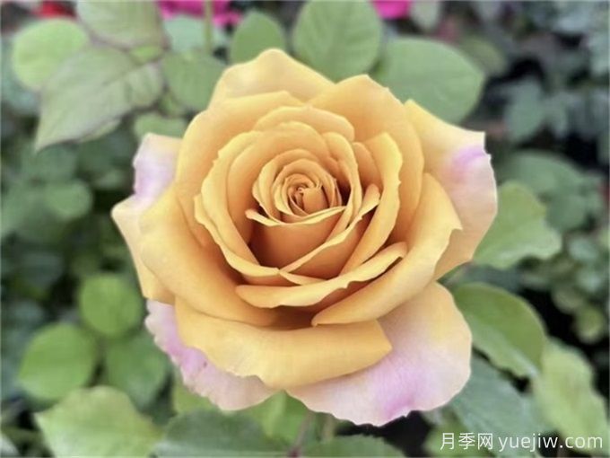 植物相生与相克的奥秘(图1) 植物相生与相克的奥秘(图1)