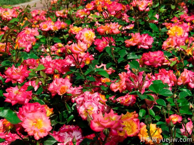 童话月季(图1) 童话月季(图1)