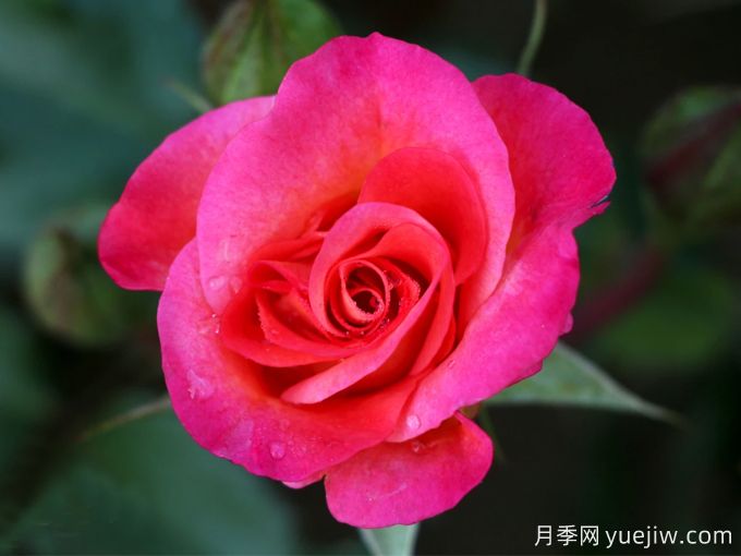 童话月季(图2) 童话月季(图2)