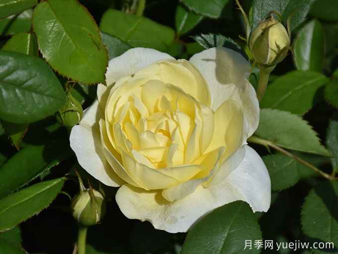 凡妮莎贝尔月季(图3)