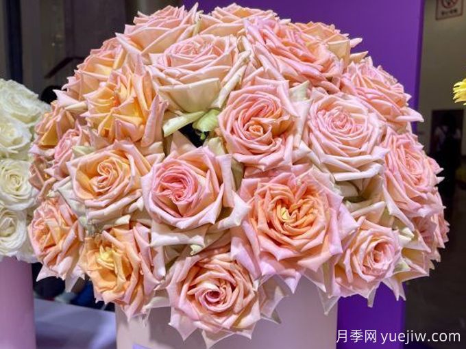 蜜汁月季(图1) 蜜汁月季(图1)