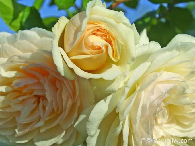 婚礼花环月季(图2) 婚礼花环月季(图2)