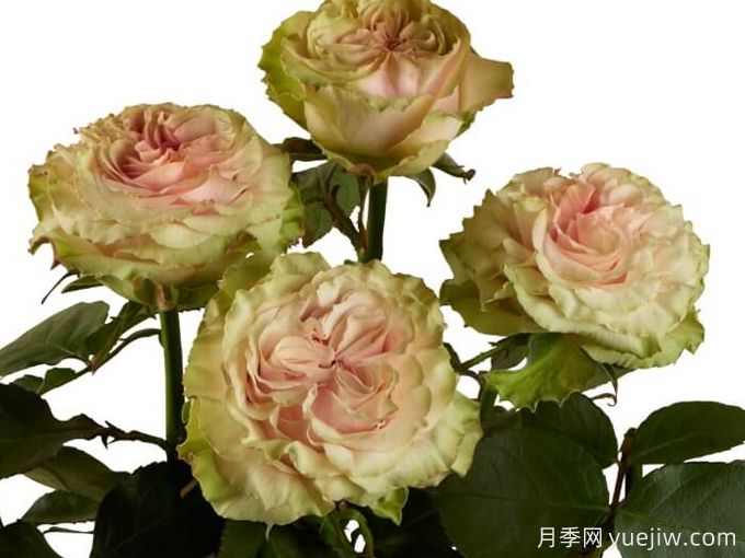 乡村秘密月季(图1) 乡村秘密月季(图1)