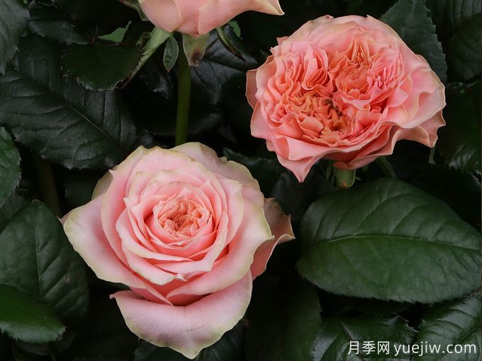 乡村浪漫月季(图2) 乡村浪漫月季(图2)
