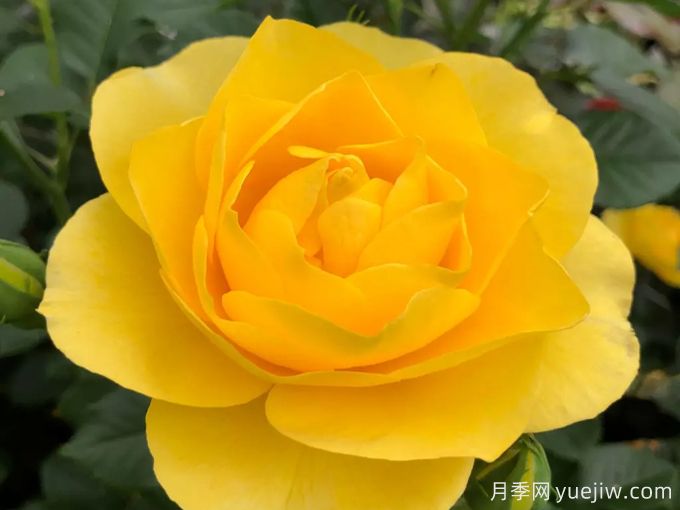 太阳来了月季(图2) 太阳来了月季(图2)