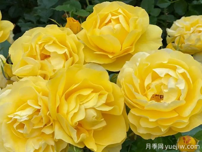 太阳来了月季(图4) 太阳来了月季(图4)